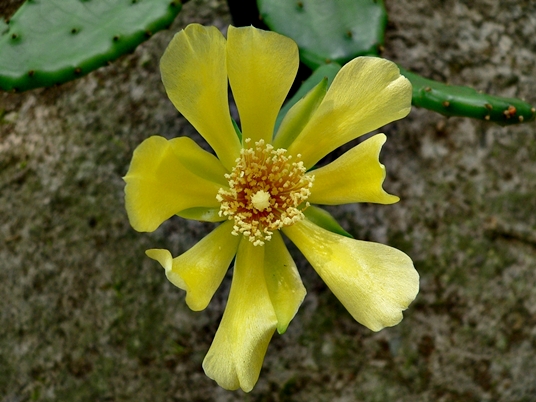 {Opuntia humifusa}